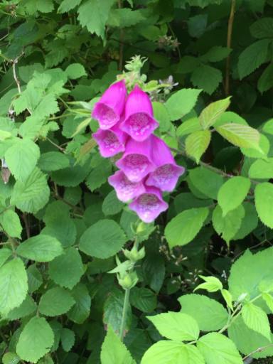 foxgloves