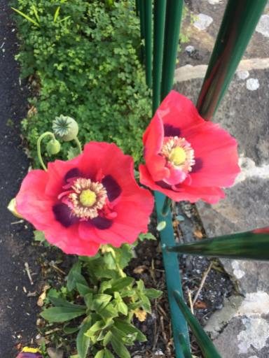 poppies